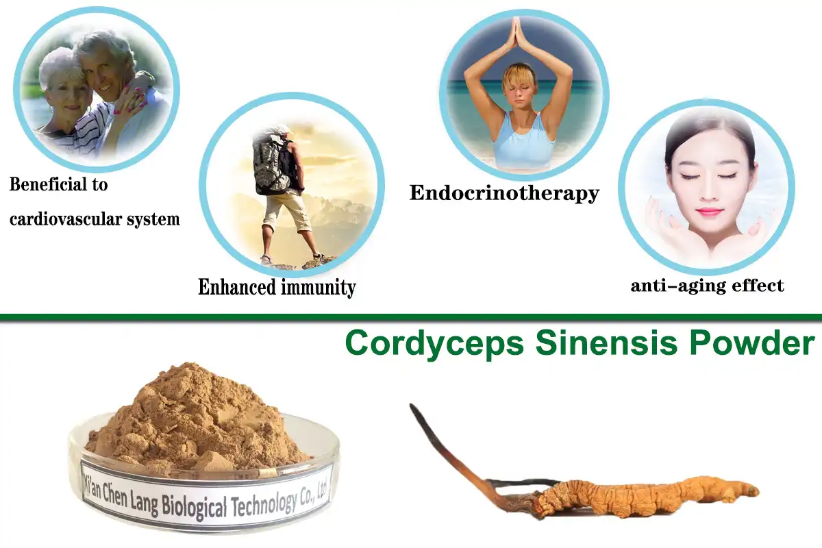 Cordyceps Sinensis Powder.jpg